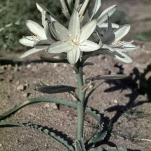 Hesperocallis undulata, Anza Borrego State Park