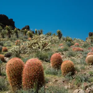 Mid Hills, Mojave Desert, San Bernardino county