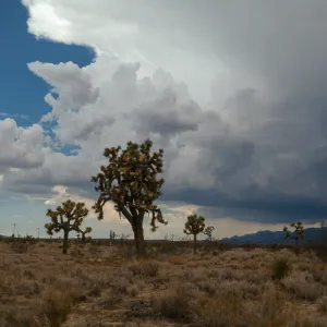 West of Victorville