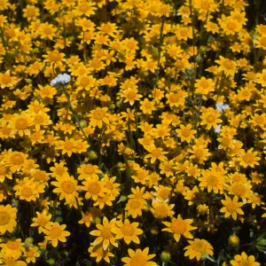 Lasthenia, Meadows, Lake Cuyamaca, Eastern San Diego County