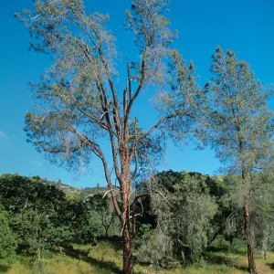 Pinus sabiniana, upper Figueroa Creek drainage, Sedgwick Reserve, Santa Ynez Valley, Santa Barbara County