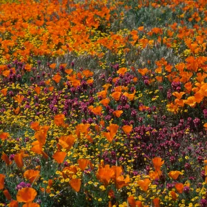 Eschscholzia californica, Antelope Valley