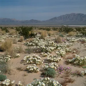 E of Twentynine Palms
