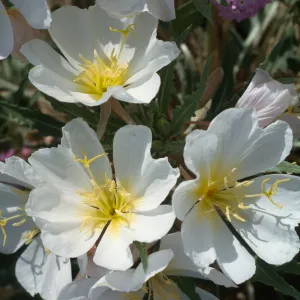 Oenothera deltoides