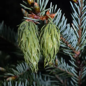 Pseudotsuga menziesii, Bonny Doon, Santa Cruz County
