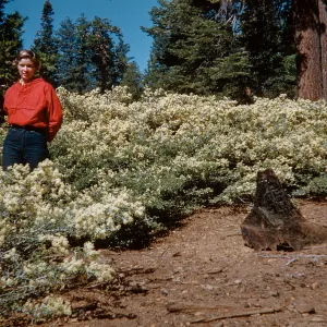 Near Cottage Springs, Ebbetts Pass Road, Sierra Nevada, Alpine County