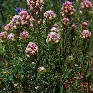 Castilleja densiflora, Owls Clover, Figueroa Mountain, Santa Barbara County