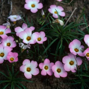 Linanthus dianthiflorus, Torrey Pines Reserve, San Diego County