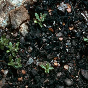 Ceanothus cuneatus, post-fire seedlings