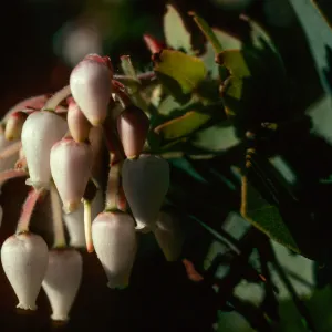 Arctostaphylos refugioensis, Refugio Road, Santa Barbara County