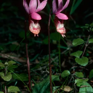 Calypso bulbosa, Lanphere Dunes, Humboldt County