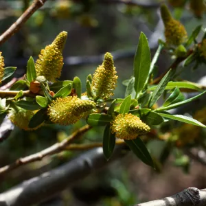 Salix (Willow), Rock Creek, Mono County