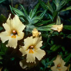 Mimulus longiflorus calycinus, (Diplacus aurantiacus), 4500 ft., Short Canyon, Kern County
