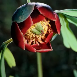 Paeonia californica, Point Sal ridge, Santa Barbara County