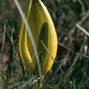 Lysichiton americanus, Snoqulamie, Hwy 80, KIng County, Washington