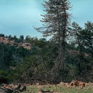 Pinus muricata and Pinus remorata degraded habitat, northern grove, Santa Cruz Island