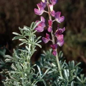 Lupinus chamissonis, Point Sal, Santa Barbara County