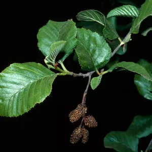 Alnus rhombifolia