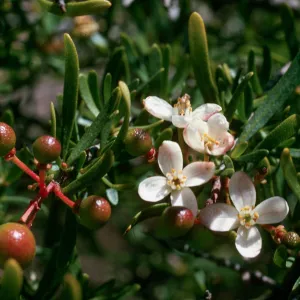 Cneoridium dumosum, Torrey Pines Reserve, San Diego County
