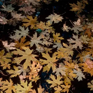 Acer macrophyllum