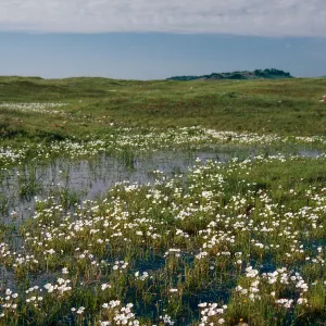 Limnanthes, vernal pool, Northeast of Planada, Merced County