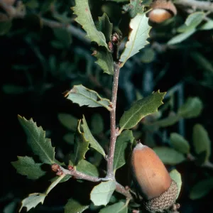 Quercus cornelius-mulleri (Quercus turbinella), Culp Valley, Anza-Borrego, San Diego County