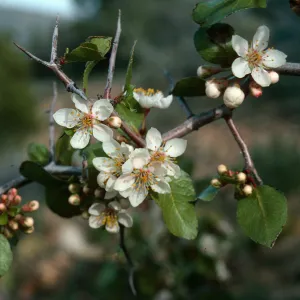 Prunus fremontii, West of Scissors Crossing, Anza-Borrego, San Diego County