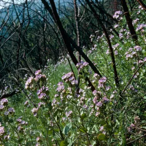 Phacelia grandiflora (annual), first spring after burn