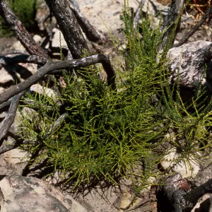 Adenostoma fasciculatum