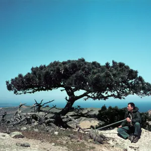 Santa Cruz Island Pine, Sierra Blanca, Southern Santa Cruz Island, Santa Barbara County