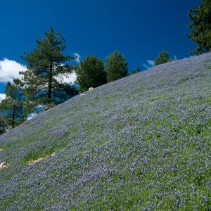 Figueroa Mountain, Santa Barbara County