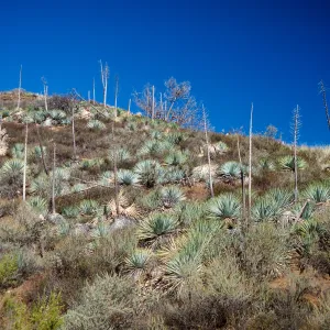 Sedgwick Ranch, November, 1996