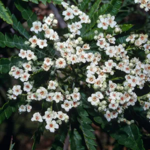Lyonothamnus floribundus ssp. asplenifolius, Santa Cruz Island, Santa Barbara County