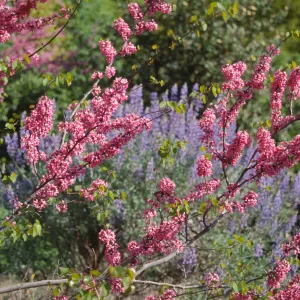 Sierra foothills, Fresno County