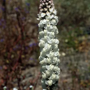 Antirrhinum nuttalianum, post-burn, Temecula, Riverside County