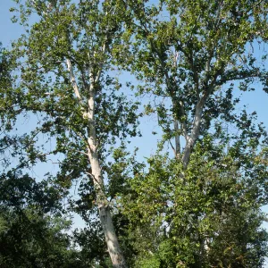 Platanus, Vitis, riparian woodland, Kaweah River floodplain, Kaweah Oaks Preserve, Tulare County