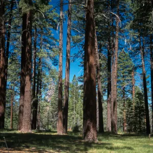 Pinus jeffreyi forest, South of Barton Flats, San Bernardino Mountains, San Bernardino County