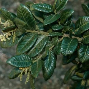 Quercus tomentella, Santa Cruz Island, Santa Barbara County