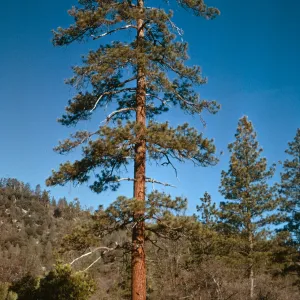 Kathy Terry, Pinus ponderosa