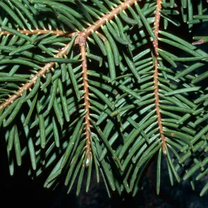 Abies concolor, Sequoia National Park, Southern Sierra Nevada, Tulare County