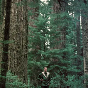 Tsuga heterophylla understory of Pseudotsuga forest, Olympic Peninsula, Washington
