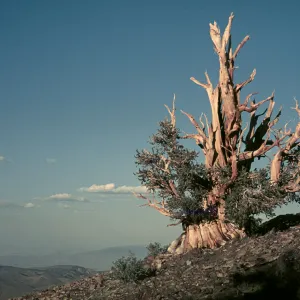 Pinus aristata, White Mountains, 11,000 ft.