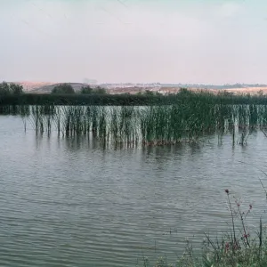 San Joaquin marsh, mostly fresh, Orange County