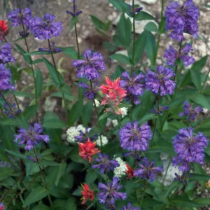 Penstemon procerus, Castilleja, Sawtooth-Glacier