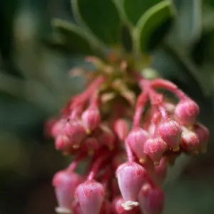 Arctostaphylos, Mt. San Jacinto, 5300'