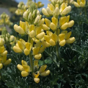 Lupine arboreus