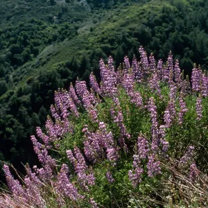 Lupinus (Lupine), Figueroa Mountain