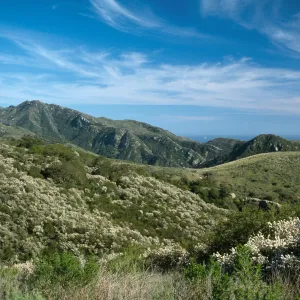 Ceanothus megacarpus, Gaviota State Park
