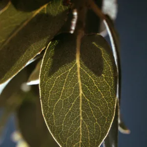 Arctostaphylos glandulosa