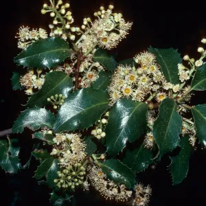 Prunus ilicifolia